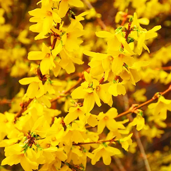 Gold Tide Forsythia 3 Gold Tide Forsythia - Image 3