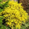 Gold Tide Forsythia