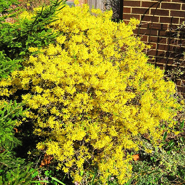 Gold Tide Forsythia 1 Gold Tide Forsythia