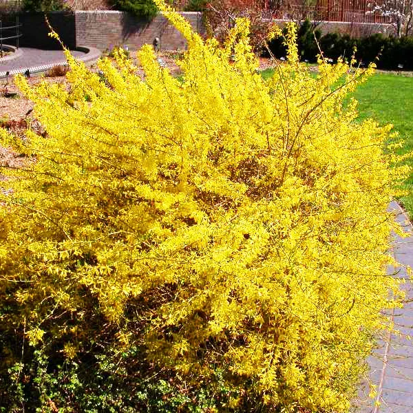 Gold Tide Forsythia 2 Gold Tide Forsythia - Image 2