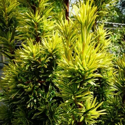 Golden Columnar English Yew -The Tree Center Golden Columnar English Yew 2 copy 600x600 1