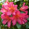 Golden Gate Rhododendron