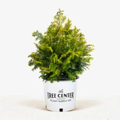 Golden Hinoki Cypress -The Tree Center Golden Hinoki Cypress 3G 01 600x600 1