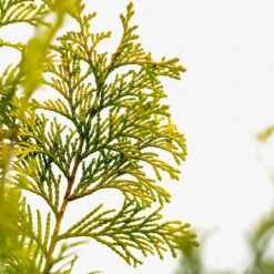 Golden Hinoki Cypress -The Tree Center Golden Hinoki Cypress 3G 05 600x600 1