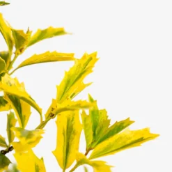 Golden Oakland® Holly -The Tree Center Golden Oakland Holly 3G 02 copy 600x600 1