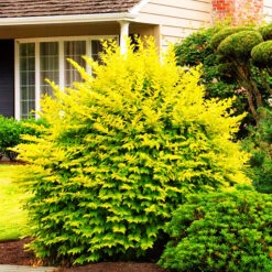 Golden Privet -The Tree Center Golden Privet 1 600x600 1