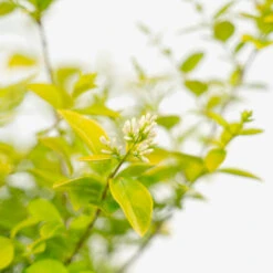 Golden Privet -The Tree Center Golden Privet 5G 04 copy 1 600x600 1