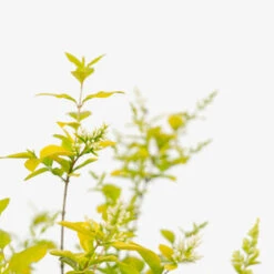 Golden Privet -The Tree Center Golden Privet 5G 05 copy 1 600x600 1