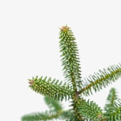 Golden Spanish Fir -The Tree Center Golden Spanish Fir 3G 04 copy 2 600x600 1