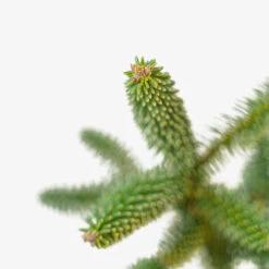 Golden Spanish Fir -The Tree Center Golden Spanish Fir 3G 05 copy 2 600x600 1