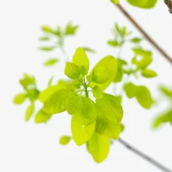 Golden Spirit Smoke Tree -The Tree Center Golden Spirit Smoke Tree 5G 02 copy 600x600 1