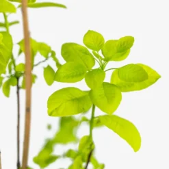 Golden Spirit Smoke Tree -The Tree Center Golden Spirit Smoke Tree 5G 04 copy 600x600 1