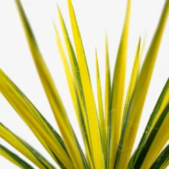 Golden Sword Yucca 7 Golden Sword Yucca -The Tree Center Golden Sword Yucca 3G 05 600x600 1