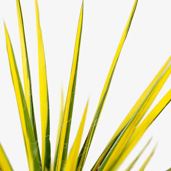 Golden Sword Yucca 4 Golden Sword Yucca - Image 4