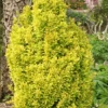 Golden Torch Barberry