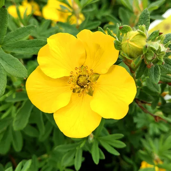 Goldfinger Cinquefoil 2 Goldfinger Cinquefoil - Image 2