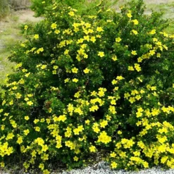 Goldfinger Cinquefoil 9 Goldfinger Cinquefoil -The Tree Center Goldfinger Cinquefoil 3 copy jpg webp