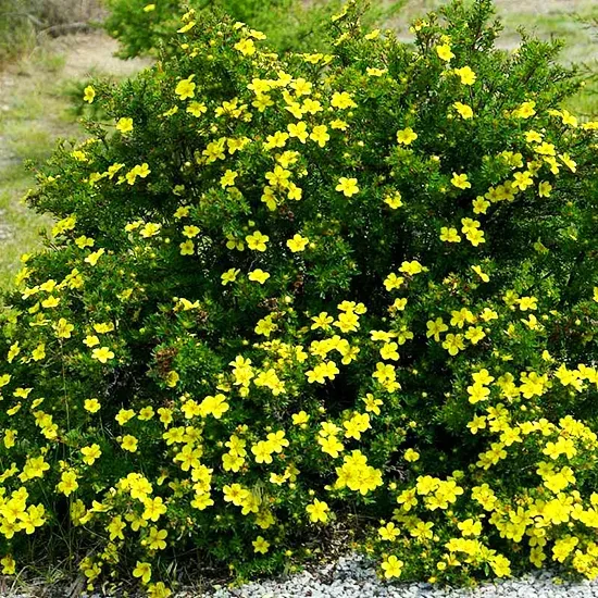 Goldfinger Cinquefoil 5 Goldfinger Cinquefoil - Image 5