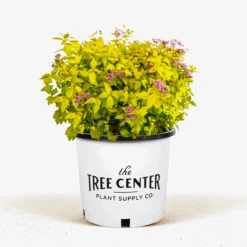 Goldmound Spirea 8 Goldmound Spirea -The Tree Center Goldmound Spirea 3G 01 600x600 1