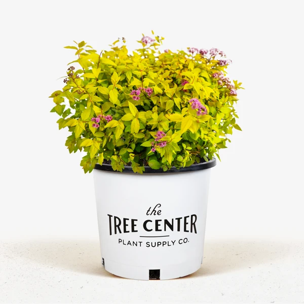 Goldmound Spirea 4 Goldmound Spirea - Image 4