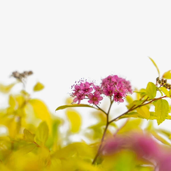 Goldmound Spirea 5 Goldmound Spirea - Image 5