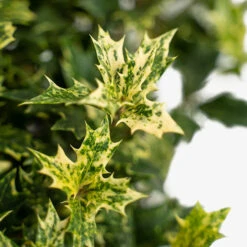 Goshiki Osmanthus -The Tree Center Goshiki Osmanthus 3G 03 copy 1 600x600 1