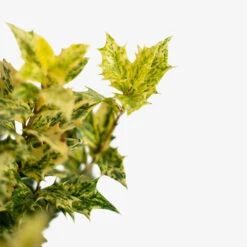 Goshiki Osmanthus -The Tree Center Goshiki Osmanthus 3G 04 copy 1 600x600 1