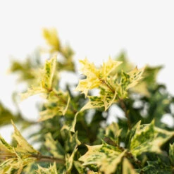 Goshiki Osmanthus -The Tree Center Goshiki Osmanthus 3G 06 copy 1 600x600 1