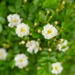 Gourmet Popcorn Miniature Rose Tree 9 Gourmet Popcorn Miniature Rose Tree -The Tree Center Gourmet Popcorn Miniature Rose Tree 7G 03 copy 1 600x600 1