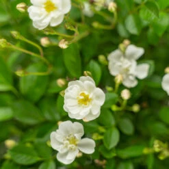 Gourmet Popcorn Miniature Rose Tree 8 Gourmet Popcorn Miniature Rose Tree -The Tree Center Gourmet Popcorn Miniature Rose Tree 7G 04 copy 1 600x600 1