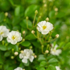 Gourmet Popcorn Miniature Rose Tree 7 Gourmet Popcorn Miniature Rose Tree -The Tree Center Gourmet Popcorn Miniature Rose Tree 7G 05 copy 1 600x600 1