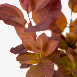 Grace Purple Smoke Tree -The Tree Center Grace Purple Smoke Tree 5G 02 copy 600x600 1