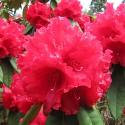 Grace Seabrock Rhododendron