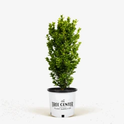 Graham Blandy Boxwood -The Tree Center Graham Blandy Boxwood 2G 01 600x600 1