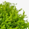 Green Borders Boxwood