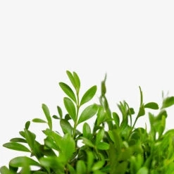 Green Borders Boxwood 9 Green Borders Boxwood -The Tree Center Green Borders Boxwood 3G 03 copy 1 600x600 1