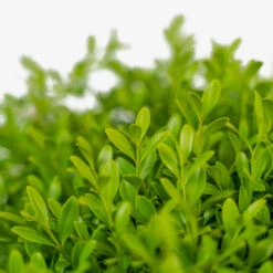 Green Borders Boxwood 8 Green Borders Boxwood -The Tree Center Green Borders Boxwood 3G 04 copy 1 600x600 1