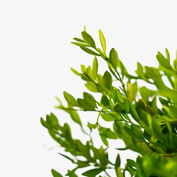 Green Gem Boxwood 2 Green Gem Boxwood - Image 2