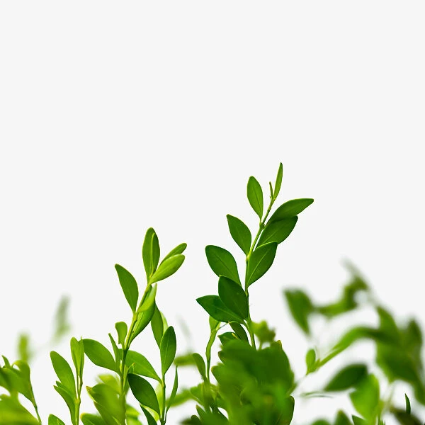 Green Gem Boxwood 3 Green Gem Boxwood - Image 3