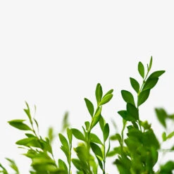 Green Gem Boxwood 8 Green Gem Boxwood -The Tree Center Green Gem Boxwood 3G 04 600x600 1