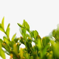 Green Gem Boxwood 9 Green Gem Boxwood -The Tree Center Green Gem Boxwood 3G 05 600x600 1