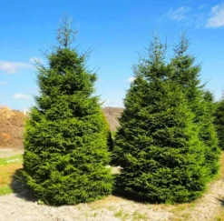 Green Knight Oriental Spruce -The Tree Center Green Knight Oriental Spruce 1 copy jpg webp