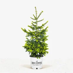 Green Knight Oriental Spruce -The Tree Center Green Knight Oriental Spruce 5G 01.1 600x600 1