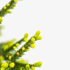 Green Knight Oriental Spruce -The Tree Center Green Knight Oriental Spruce 5G 02 copy 600x600 1