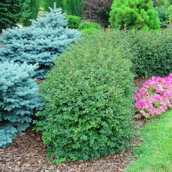 The Tree Center -The Tree Center Green Mound Alpine Currant 2 copy 600x600 1