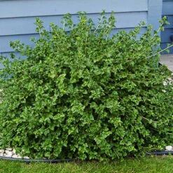 Green Mound Alpine Currant -The Tree Center Green Mound Alpine Currant 3 copy 600x600 1