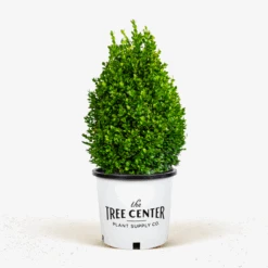Green Mountain Boxwood -The Tree Center Green Mountain Boxwood 3G 01 600x600 1