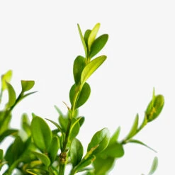 Green Mountain Boxwood -The Tree Center Green Mountain Boxwood 3G 04 1 600x600 1