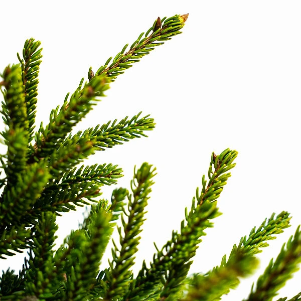 Green Oriental Spruce 3 Green Oriental Spruce - Image 3