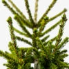 Green Oriental Spruce